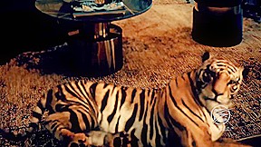 Princess Perversions