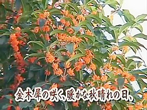 Japanese catfight tsubomi