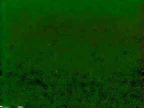 wowCatfight (ggbbox)